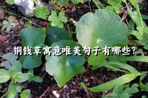 铜钱草寓意唯美句子有哪些？