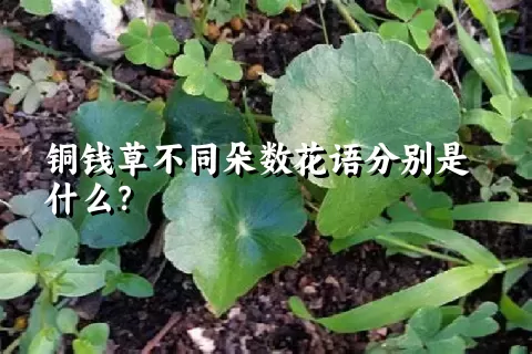 铜钱草不同朵数花语分别是什么？