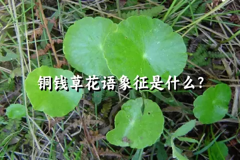 铜钱草花语象征是什么？