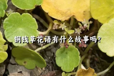 铜钱草花语有什么故事吗？