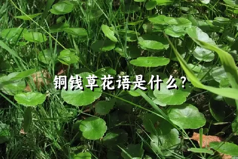 铜钱草花语是什么？