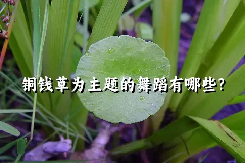 铜钱草为主题的舞蹈有哪些？