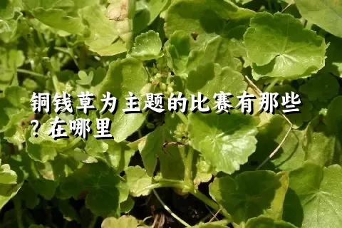 铜钱草为主题的比赛有那些？在哪里