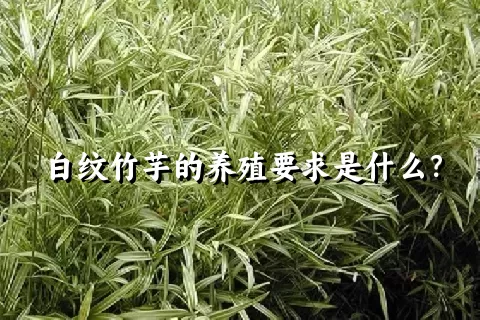 白纹竹芋的养殖要求是什么？