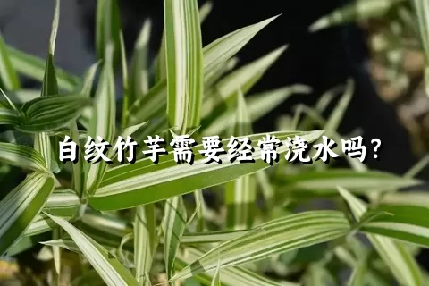 白纹竹芋需要经常浇水吗？