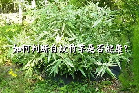 如何判断白纹竹芋是否健康？