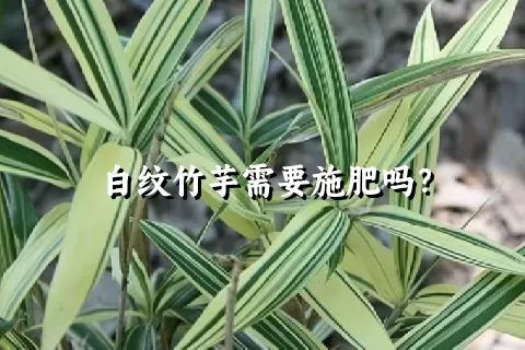 白纹竹芋需要施肥吗？