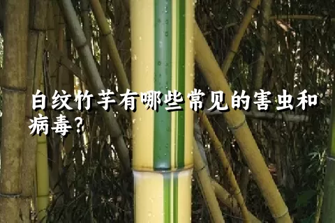 白纹竹芋有哪些常见的害虫和病毒？