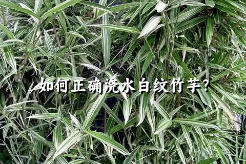 如何正确浇水白纹竹芋？