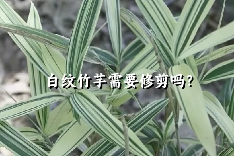 白纹竹芋需要修剪吗？