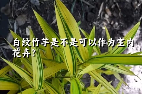 白纹竹芋是不是可以作为室内花卉？