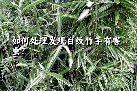 如何处理发现白纹竹芋有害虫？