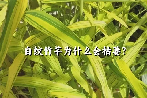 白纹竹芋为什么会枯萎？