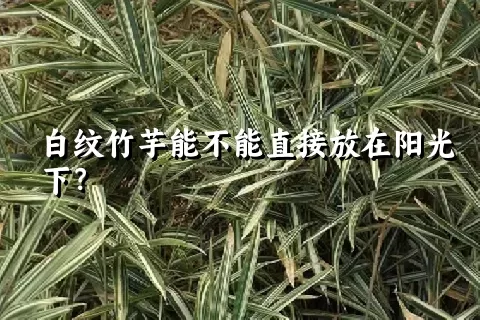 白纹竹芋能不能直接放在阳光下？