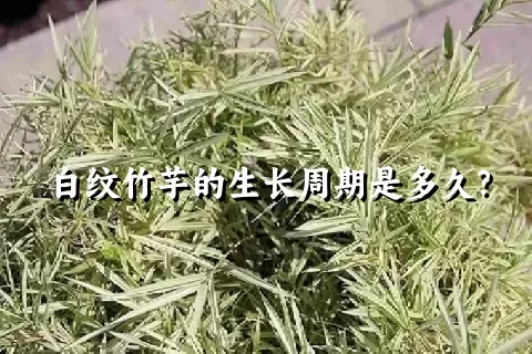 白纹竹芋的生长周期是多久？