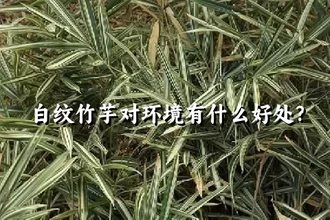 白纹竹芋对环境有什么好处？