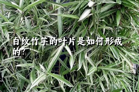 白纹竹芋的叶片是如何形成的？