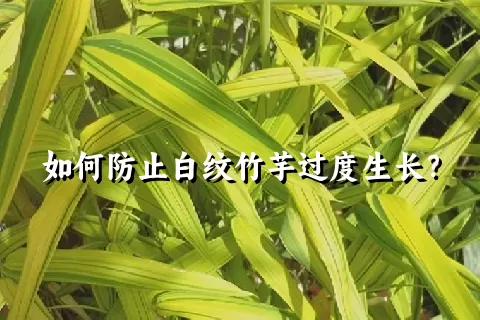 如何防止白纹竹芋过度生长？