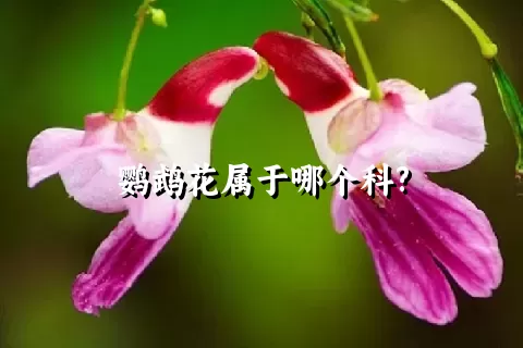 鹦鹉花属于哪个科?