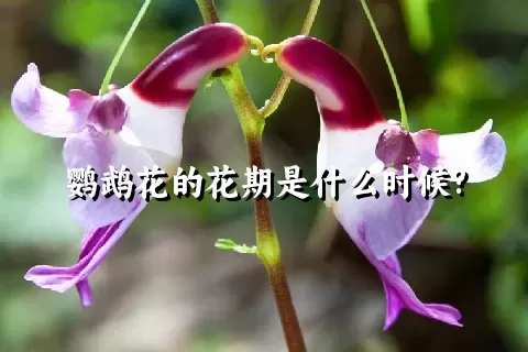 鹦鹉花的花期是什么时候?