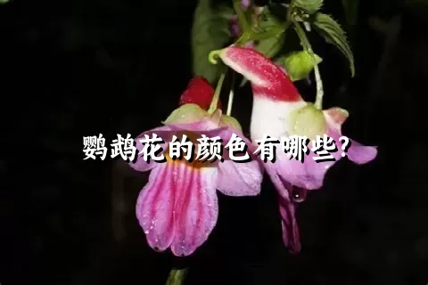 鹦鹉花的颜色有哪些?