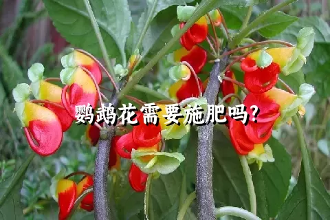 鹦鹉花需要施肥吗?