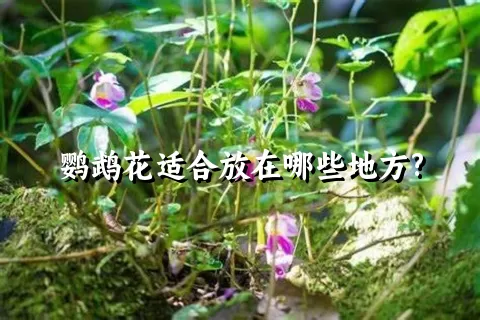 鹦鹉花适合放在哪些地方?