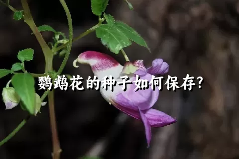 鹦鹉花的种子如何保存?