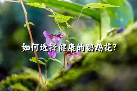 如何选择健康的鹦鹉花?