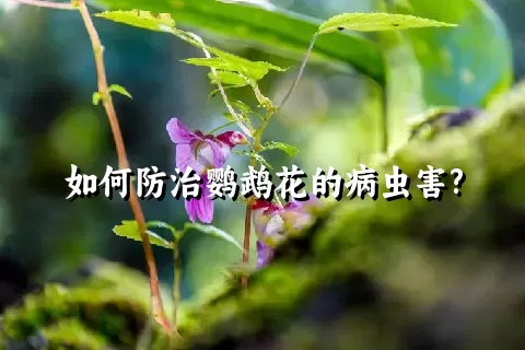 如何防治鹦鹉花的病虫害?