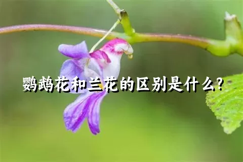 鹦鹉花和兰花的区别是什么?