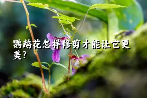 鹦鹉花怎样修剪才能让它更美?