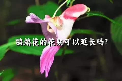 鹦鹉花的花期可以延长吗?