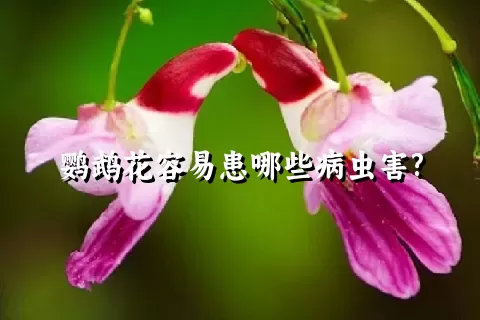 鹦鹉花容易患哪些病虫害?