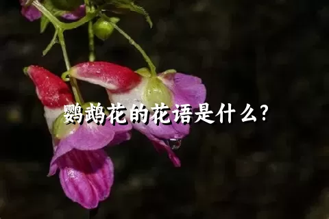 鹦鹉花的花语是什么?