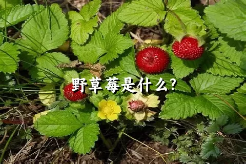 野草莓是什么?