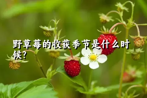 野草莓的收获季节是什么时候?