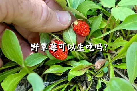 野草莓可以生吃吗?