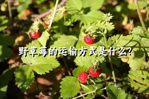 野草莓的运输方式是什么?