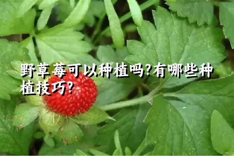 野草莓可以种植吗?有哪些种植技巧?