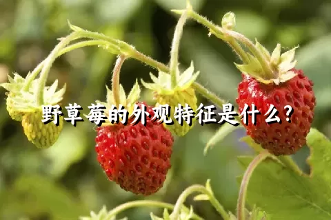 野草莓的外观特征是什么?