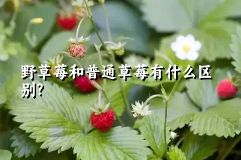 野草莓和普通草莓有什么区别?