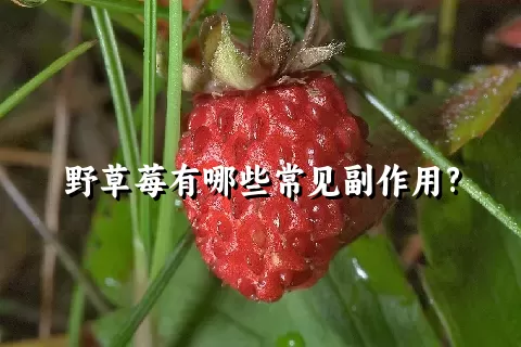 野草莓有哪些常见副作用?