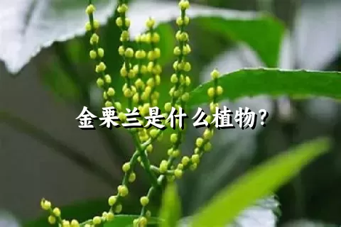 金栗兰是什么植物？