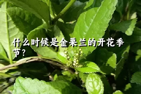 什么时候是金栗兰的开花季节？