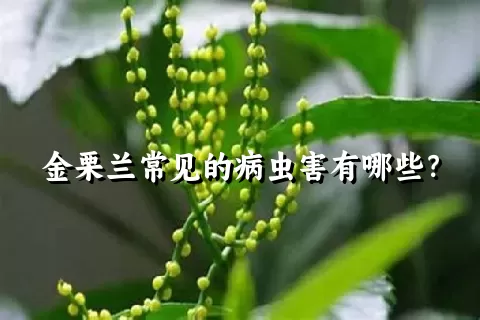 金栗兰常见的病虫害有哪些？