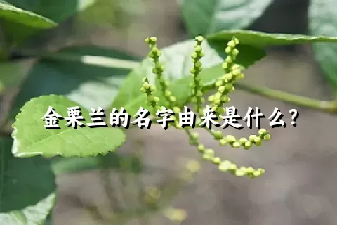 金栗兰的名字由来是什么？