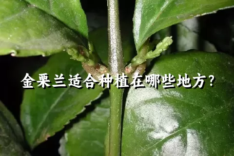 金栗兰适合种植在哪些地方？