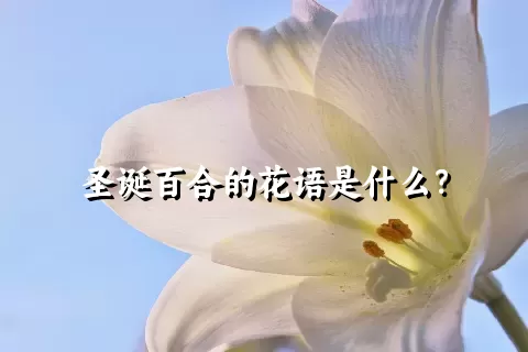 圣诞百合的花语是什么？