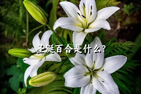 圣诞百合是什么？